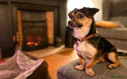 Mixed Breed dogs for adoption: Lolly and Poppy - Advert 6