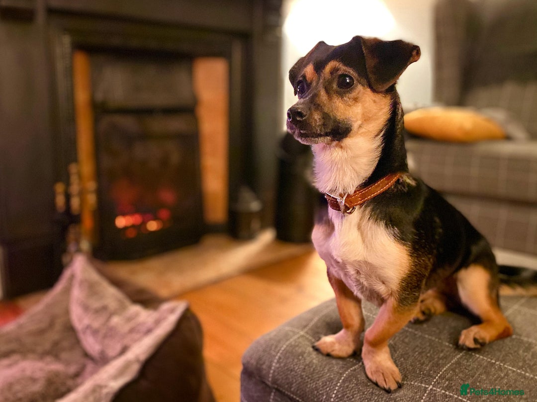 Mixed Breed dogs for adoption: Lolly and Poppy - Advert 6