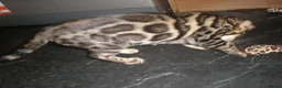 Bengal cats for sale: 5 Beautiful Bengal Kittens Ready Now  - Advert 5