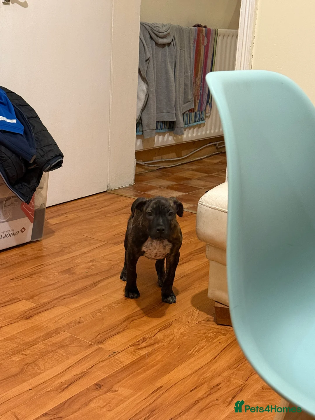 Presa Canario dogs for sale: Presa canario puppy in Birmingham - Advert 3