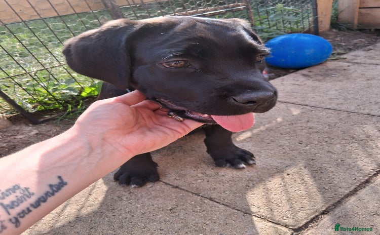 Cane Corso dogs - Advert 1