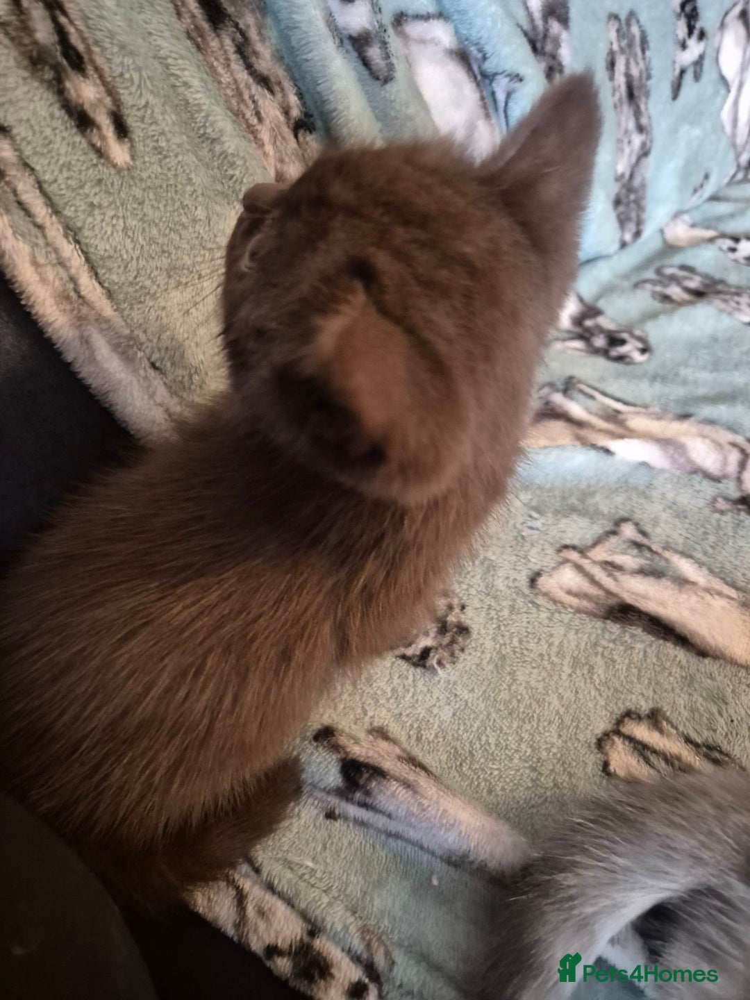 Selkirk Rex cats for sale: Pedigree selkirk rex girls non curly - Advert 16