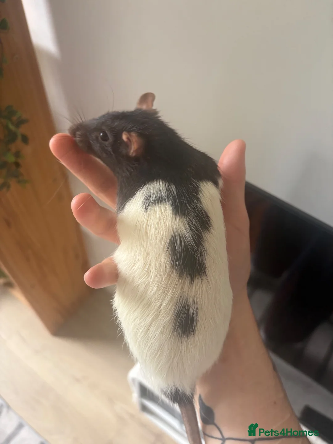 Rat rodents for sale: Two Beautiful Male Rats and Free Cage - Advert 2