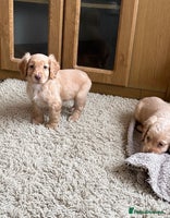 Cocker Spaniel dogs Kc registered DNA health tested cocker spaniel - Advert 2