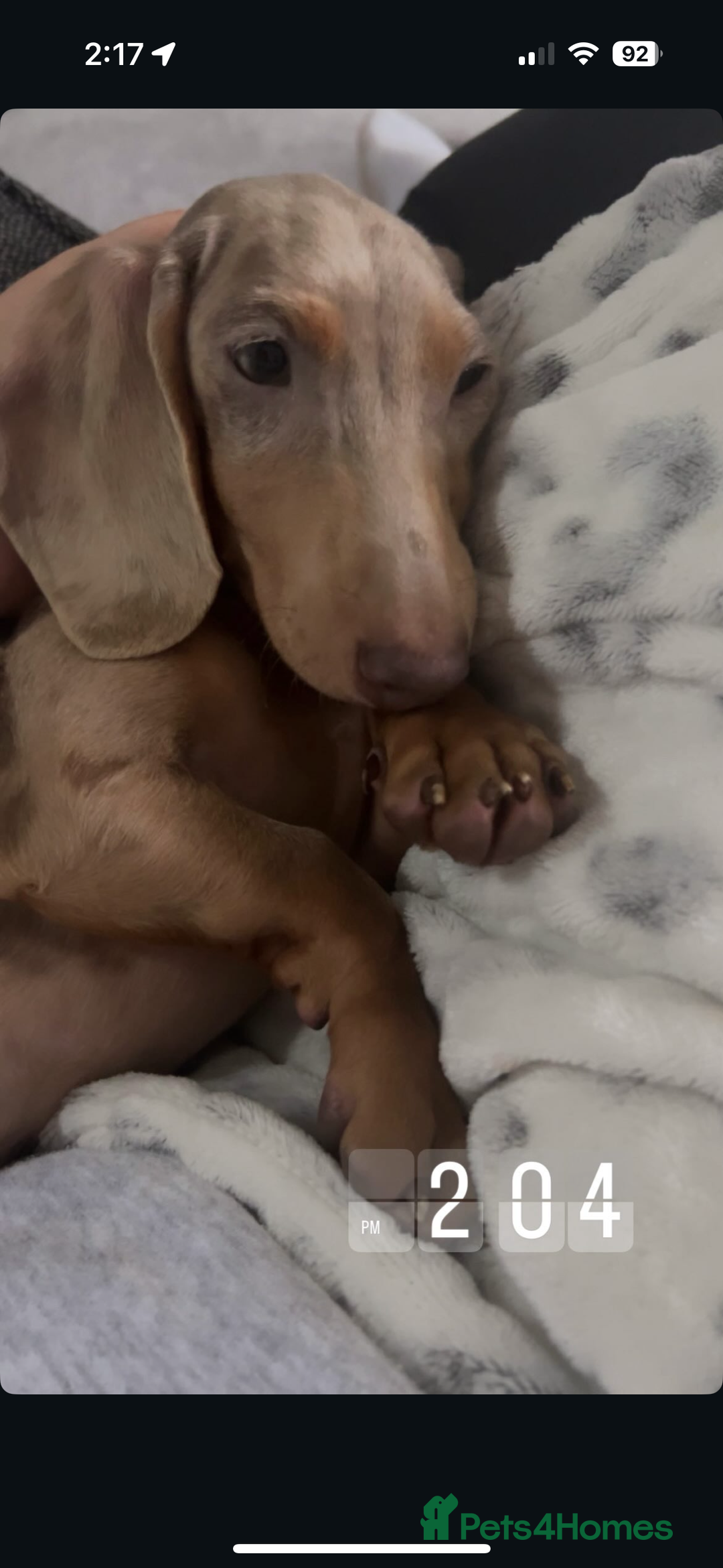 Miniature Dachshund dogs for sale: Koda, Dapple mini Dach - Advert 2