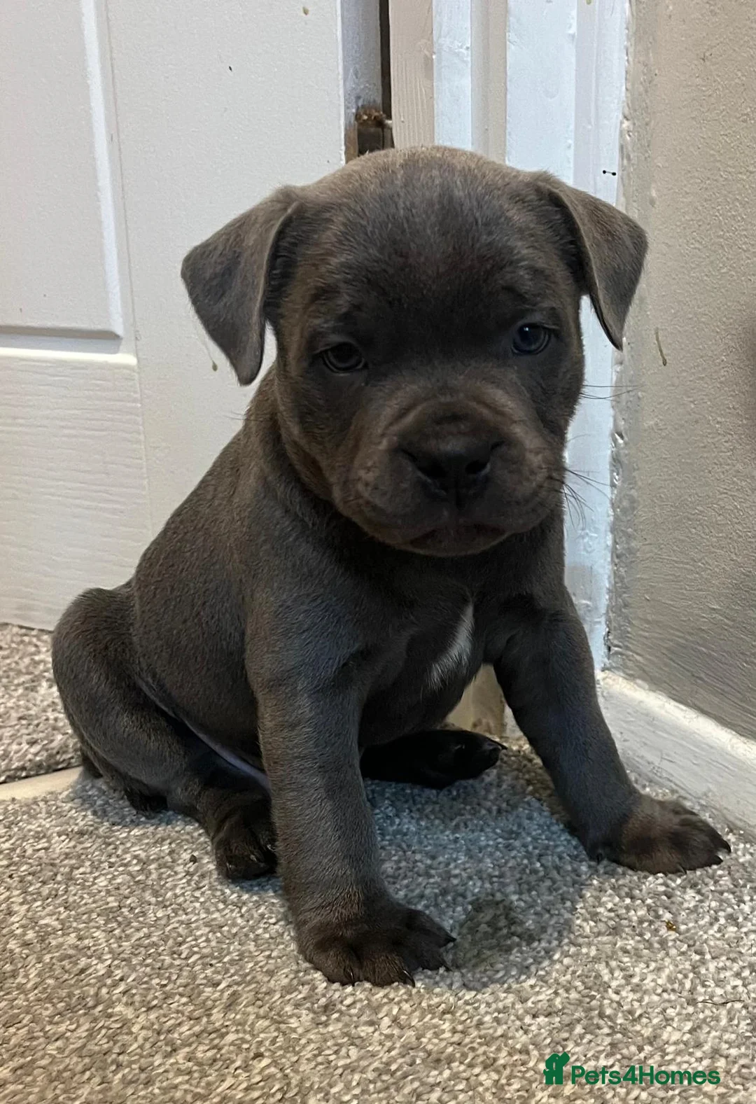 Staffordshire Bull Terrier dogs for sale: KC Champion Blue Staffordshire bull terrier - Advert 9