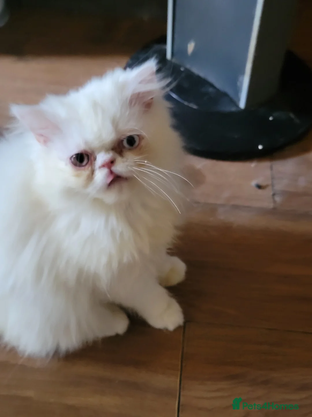 Persian cats for sale: White male Persian for sale - Advert 1