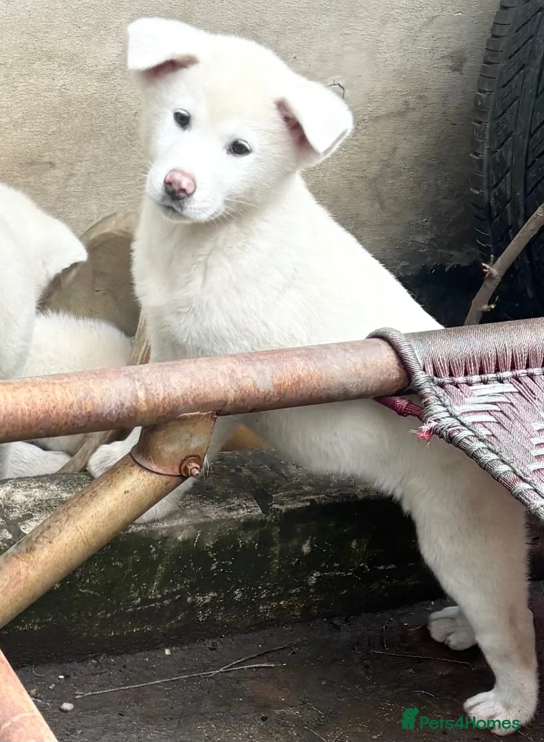 Japanese Akita Inu dogs for sale: Japanese Akita Puppies  - Advert 39