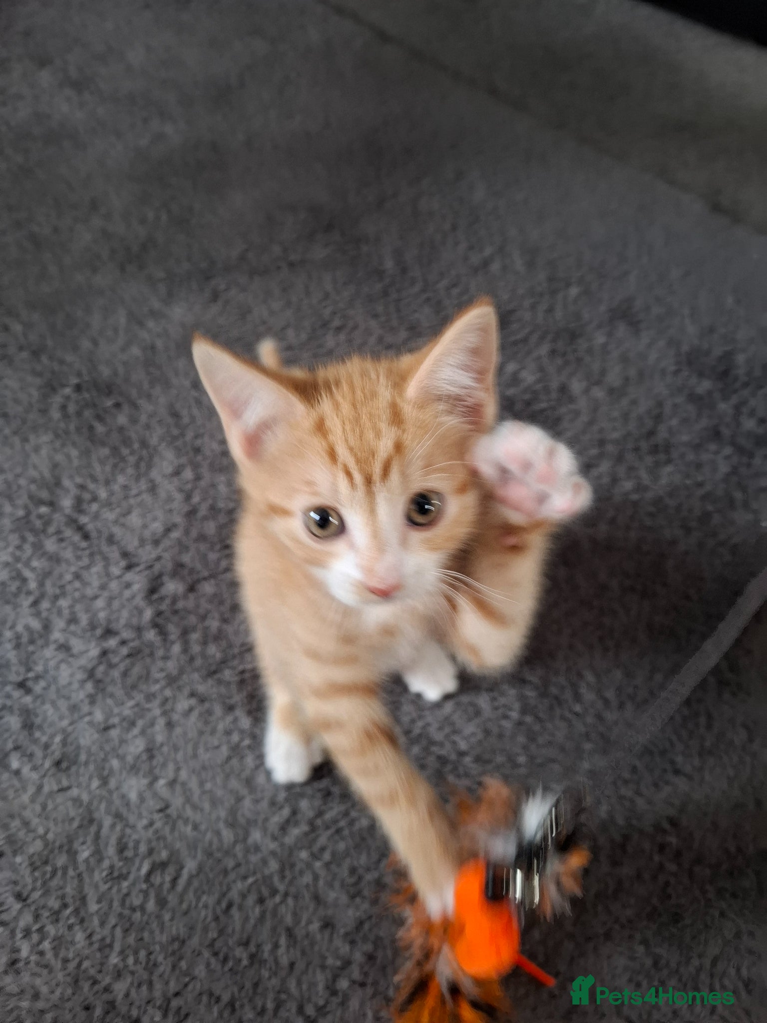 Mixed Breed cats for sale: Stunning Ginger Male kitten - Advert 2
