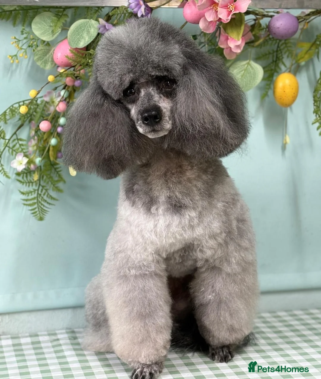 Miniature Poodle dogs for sale: BLUE MERLE MINIATURE POODLE MALE - Advert 12