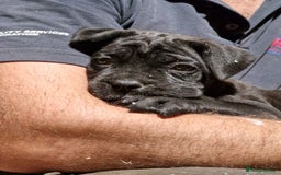 Cane Corso dogs for sale: Top quality  - Image 3
