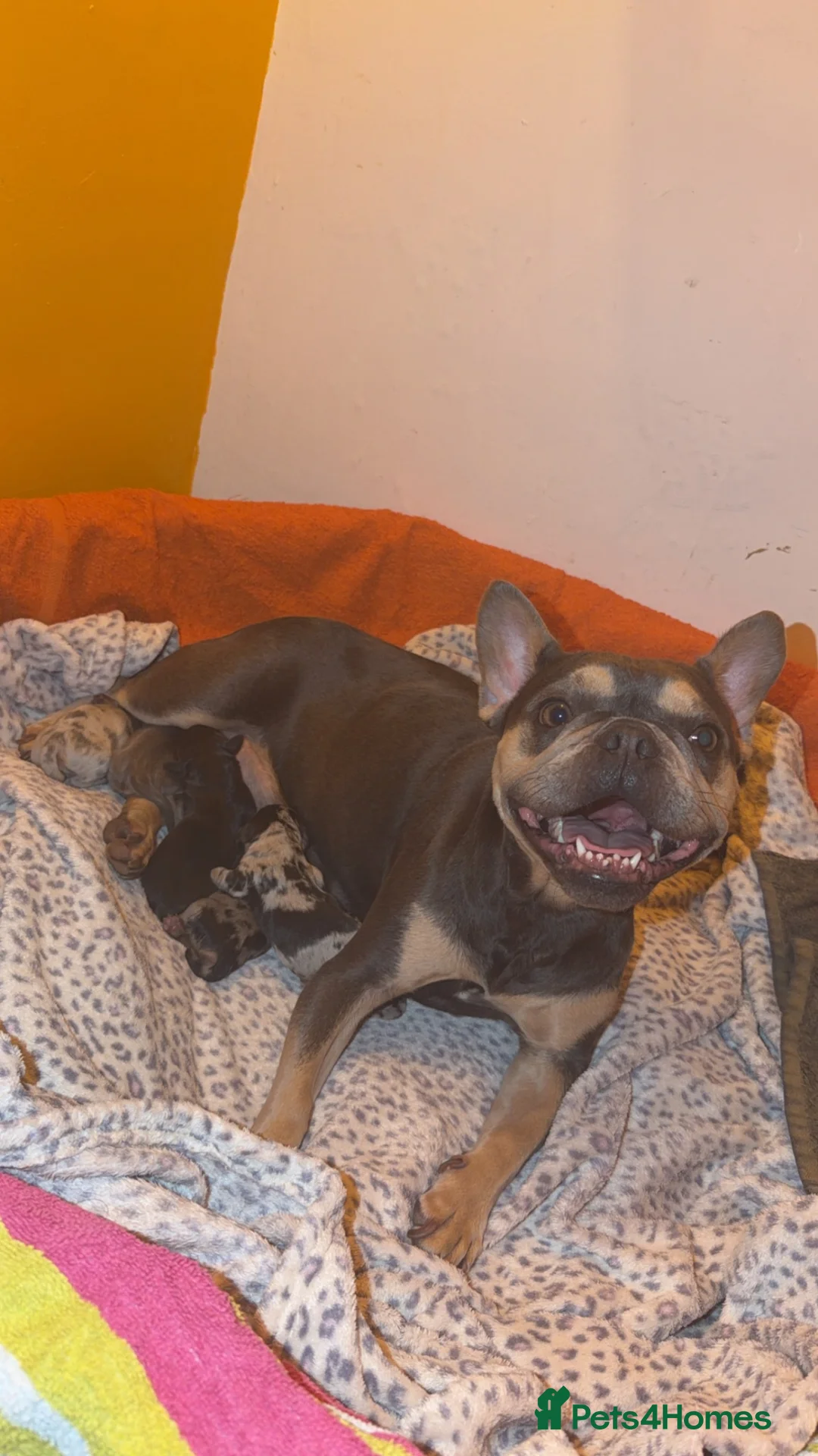 Mixed Breed dogs for sale: beautiful miniature daschunds X frenchie - Advert 2