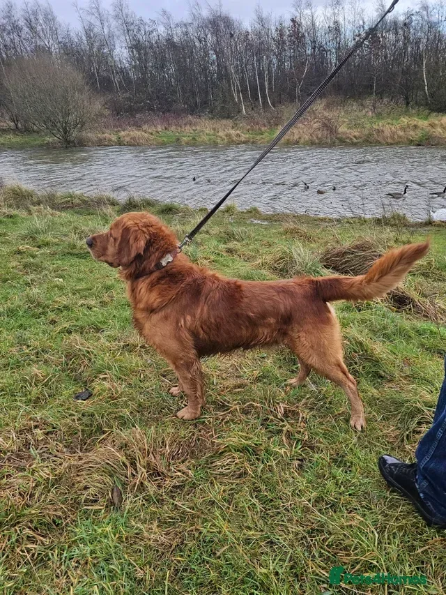 Golden Retriever dogs Golden retriever champion bloodline puppies. - Advert 2