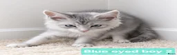 Maine Coon cats for sale: BEAUTIFUL MAINE COON KITTENS, POLY AND NON POLY  - Advert 1