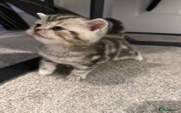 Scottish Fold cats for sale: 🐾 Adorable Scottish Straight kittens  - Image 7