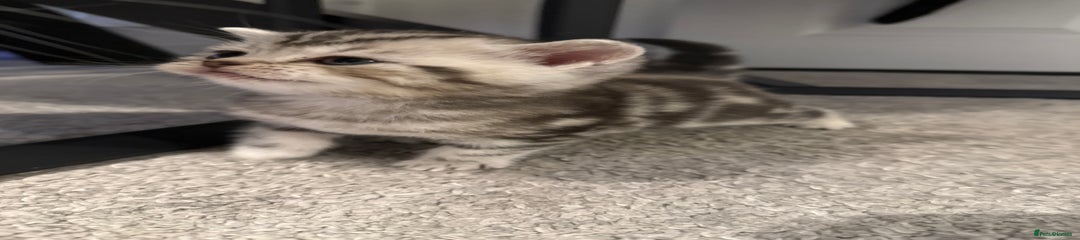 Scottish Fold Kitten 2