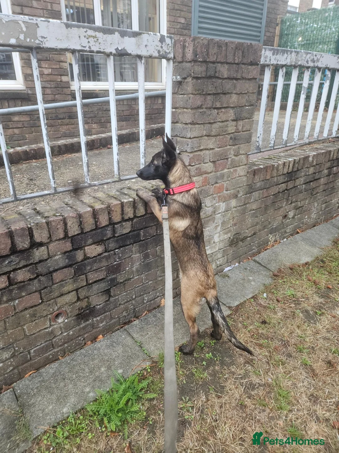 Belgian Shepherd Dog dogs for sale: Roxy  in Harrow - Advert 5