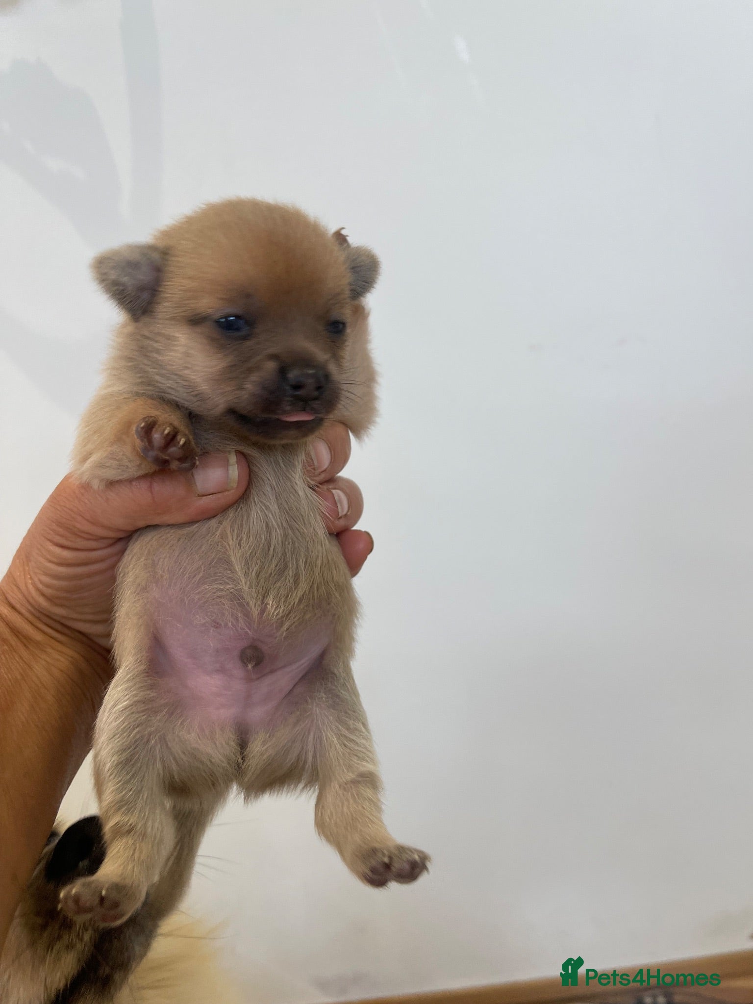 Pomeranian dogs Pomeranian puppies. - Advert 2