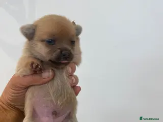 Pomeranian dogs Pomeranian puppies. - Advert 2