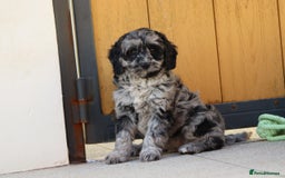 Cavapoo dogs for sale: Beautiful Cavapoochons for sale  - Image 19