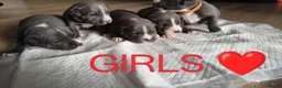 Staffordshire Bull Terrier dogs for sale: Blue Staffordshire bull terrier puppies 🐶🐕🐾 - Advert 17