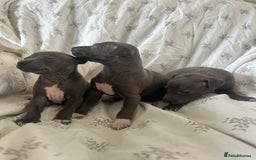 Italian Greyhound dogs for sale: 1 boy left  - Image 10