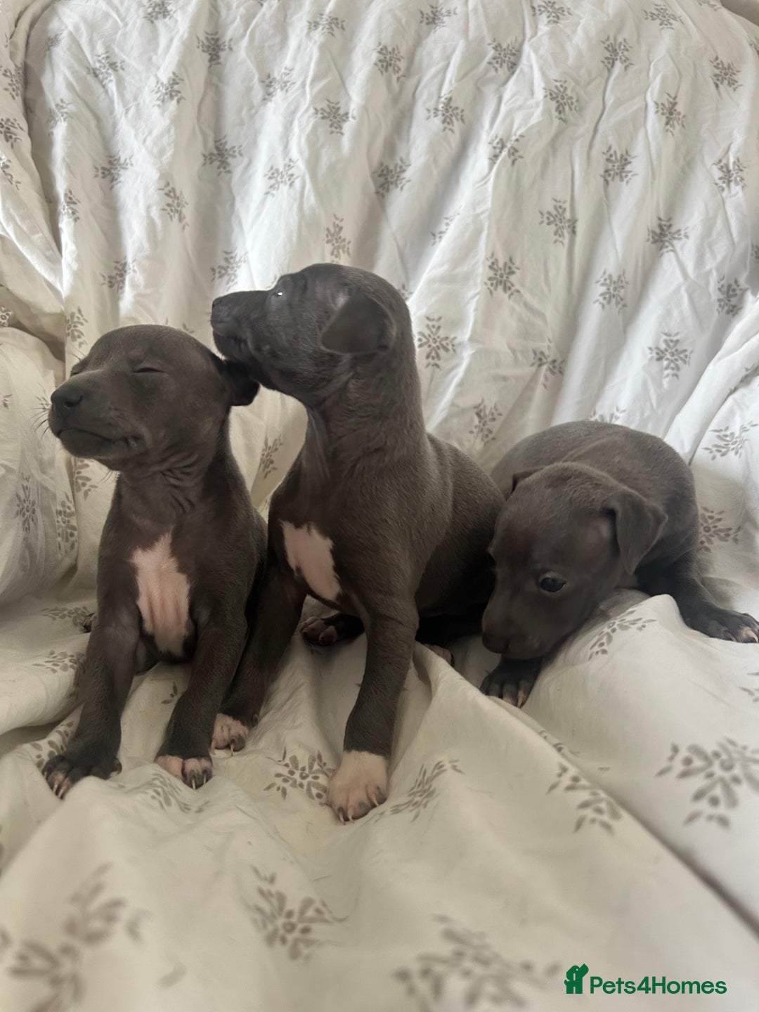 Italian Greyhound dogs for sale: 1 boy left  - Image 10
