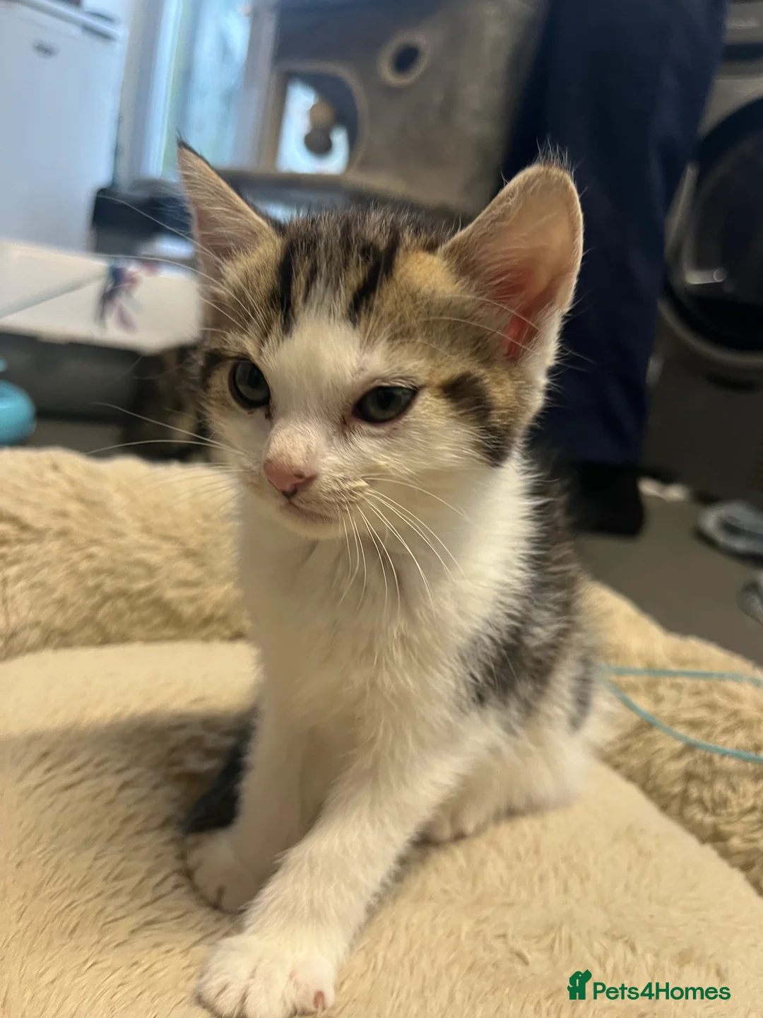 Mixed Breed cats for sale: Stunning 8 week old Mixed Breed Female kittens - Advert 2