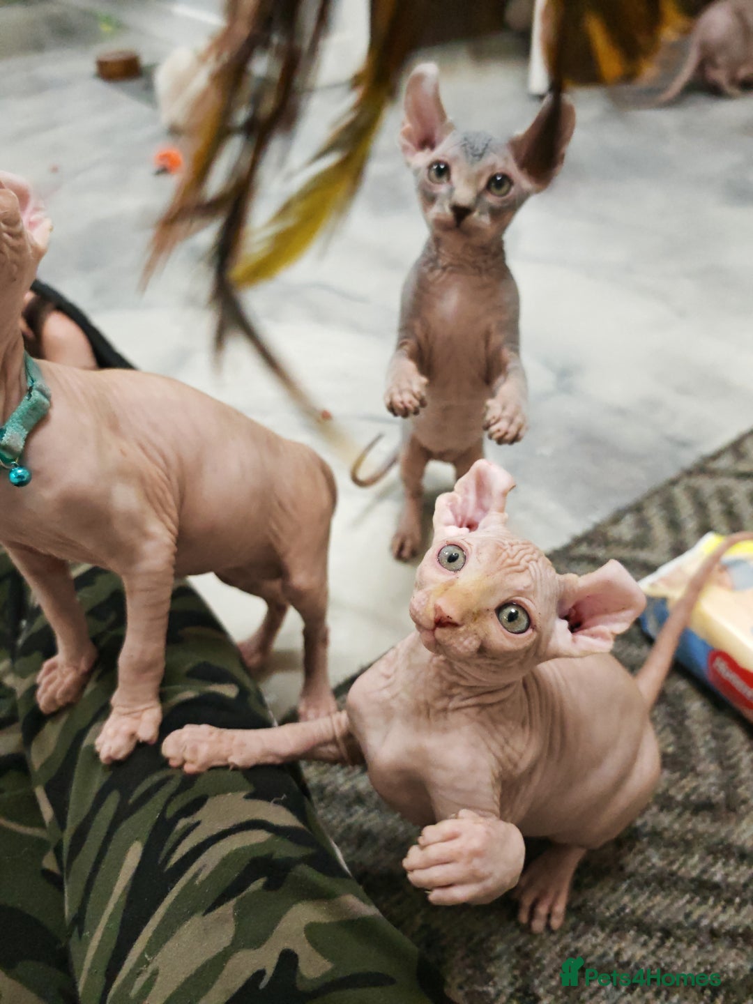 Sphynx cats for sale: 2 Ginger Unique Elf Boys left! READY NOW - Advert 11