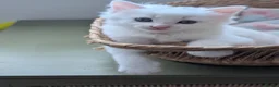Mixed Breed cats for sale:  Fluffy White Kittens – Ready for Loving Homes - Advert 2
