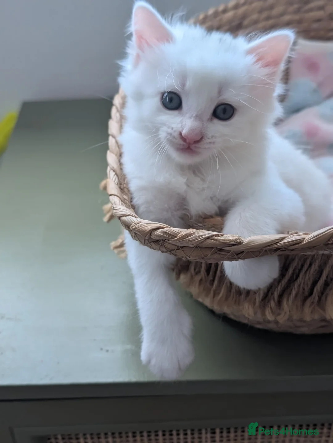 Mixed Breed cats for sale:  Fluffy White Kittens – Ready for Loving Homes - Advert 2
