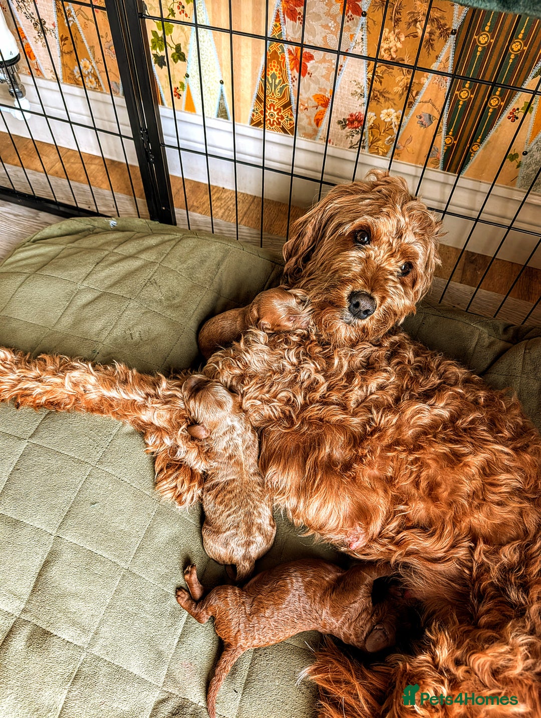 Goldendoodle dogs for sale: F1b Miniature Goldendoodles - Image 2