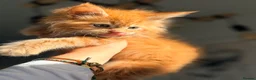 Maine Coon cats for sale: Registered Maine Coon kittens - Advert 14