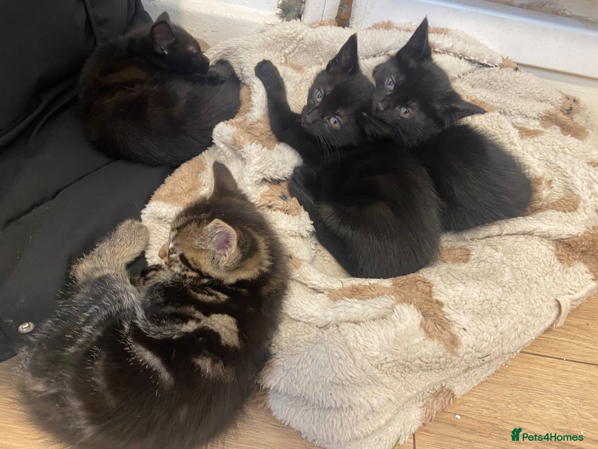Toyger cats for sale: Mixed tabby toyger kittens  in Hull - Advert 4