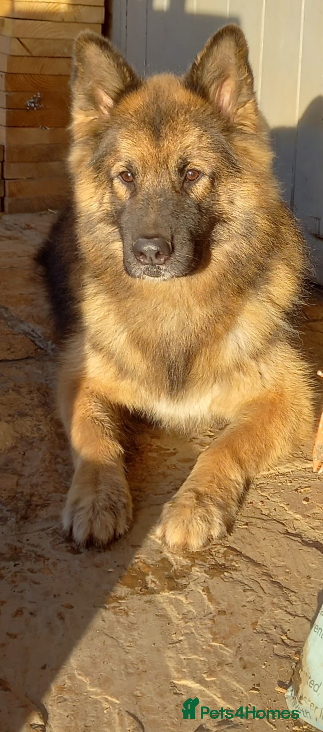 German Shepherd dogs for sale: Outstanding German Shepherd Puppies - Advert 2