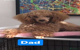 Cockapoo dogs for sale: Cockapoo female - Image 8