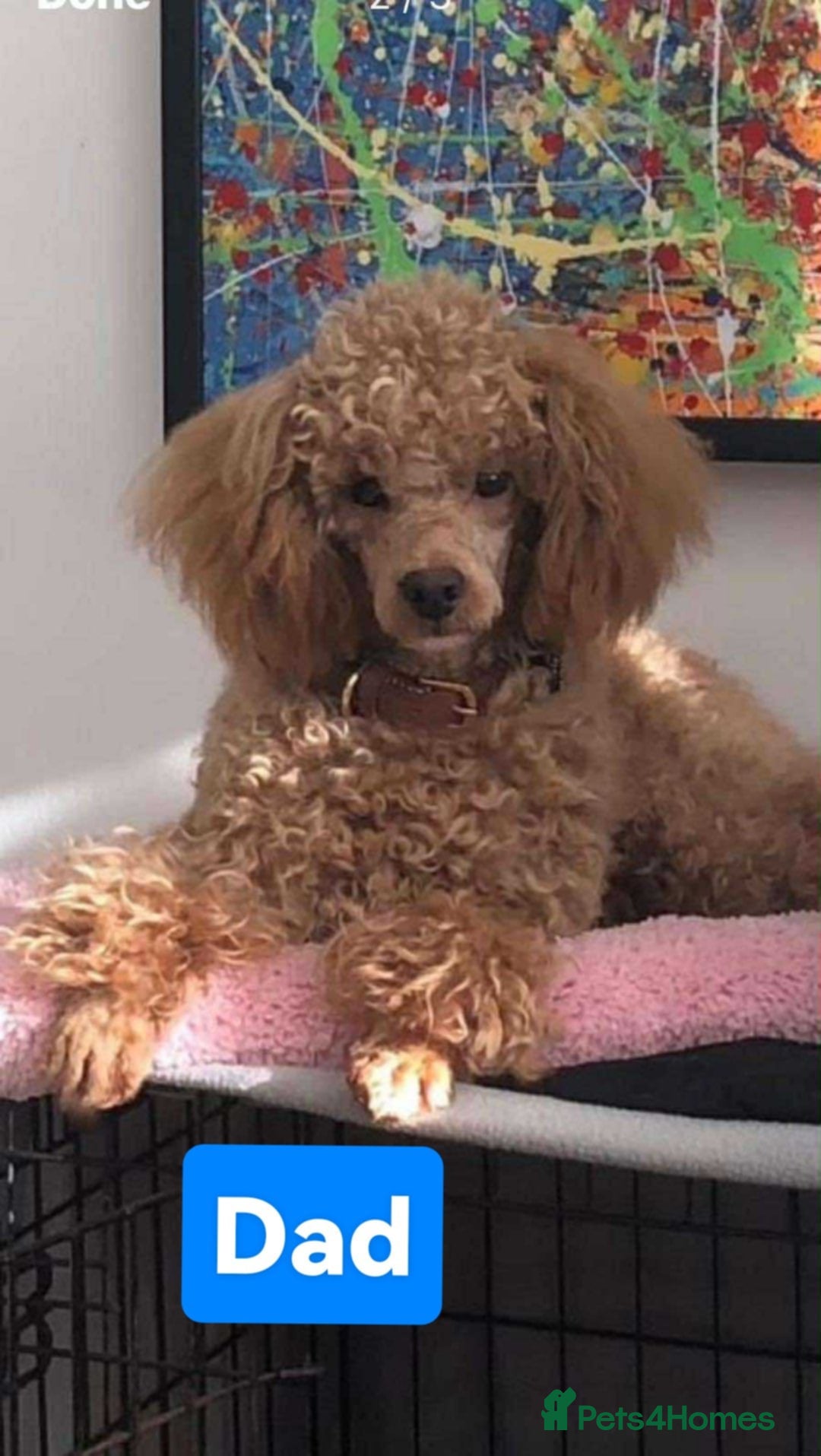 Cockapoo dogs for sale: Cockapoo female - Image 8