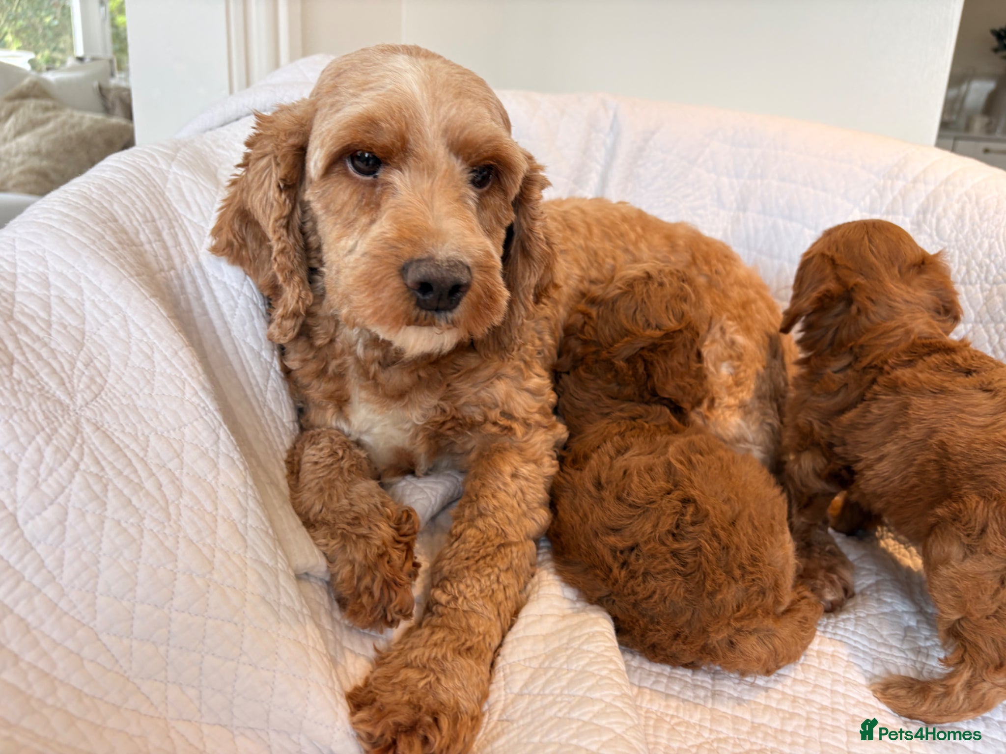 Cockapoo dogs LICENSED BREEDER HEALTH TESTED COCKAPOOS - Advert 2