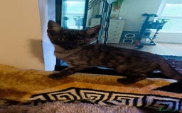 Bengal cats for sale: Three Bengals - Image 7