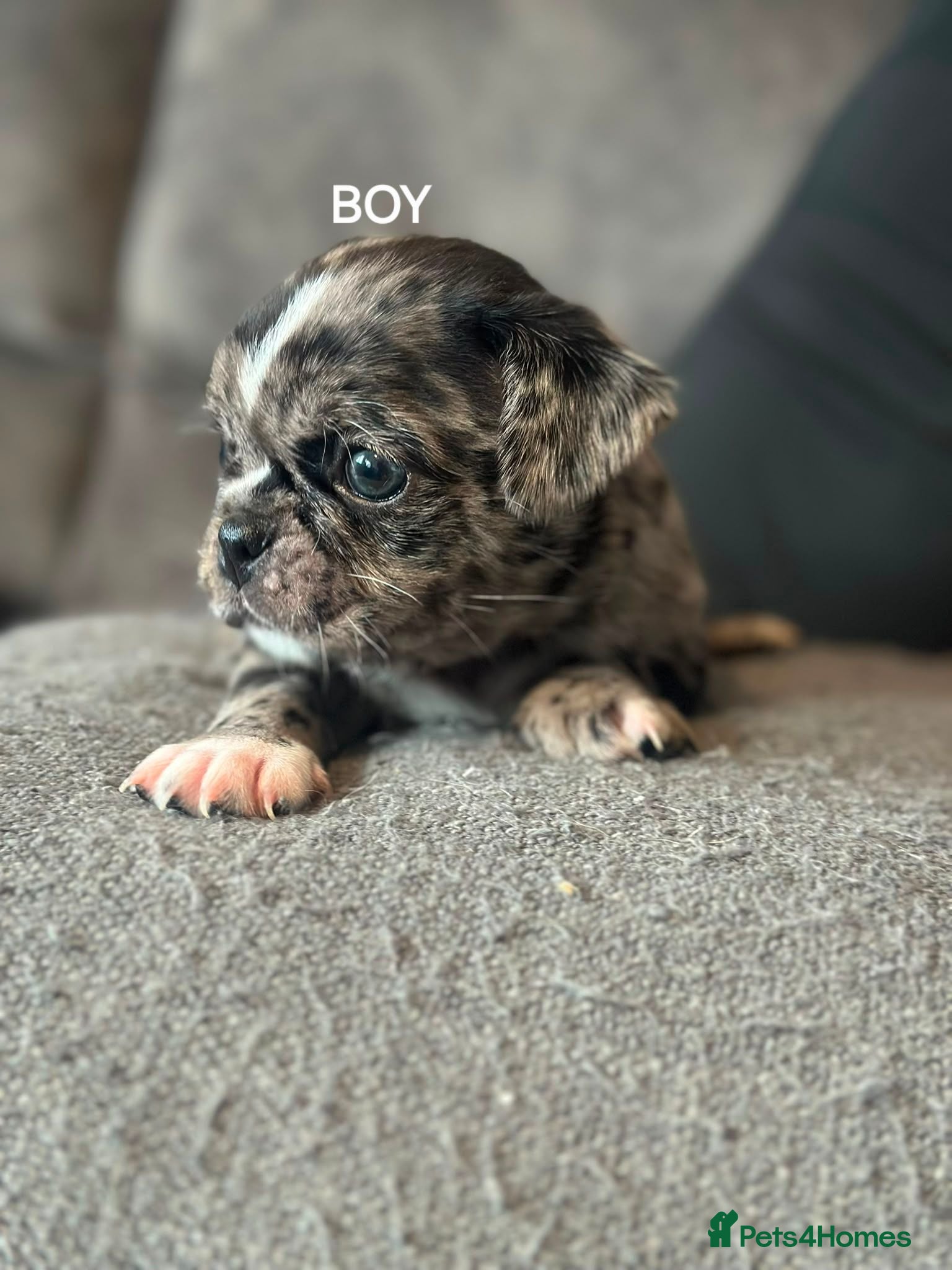 Jug dogs Pug/Cross puppies  - Advert 1