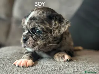 Jug dogs Pug/Cross puppies - Advert 2