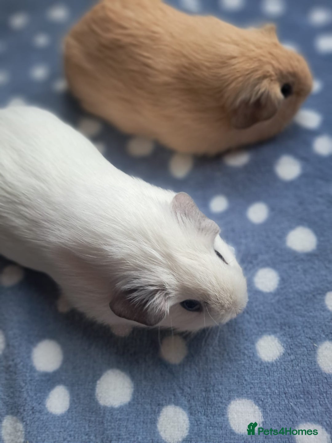 Guinea Pig rodents for sale: BEAUTIFUL BABY BOY CALIFORNIANS - Advert 2