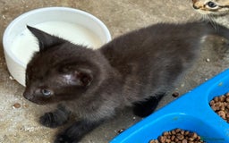 Bengal cats for sale: Beautiful farm reared bengals  - Image 23