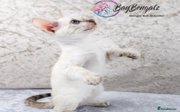 Bengal cats for sale: Champion line Superb Bengal Kittens  - Image 26
