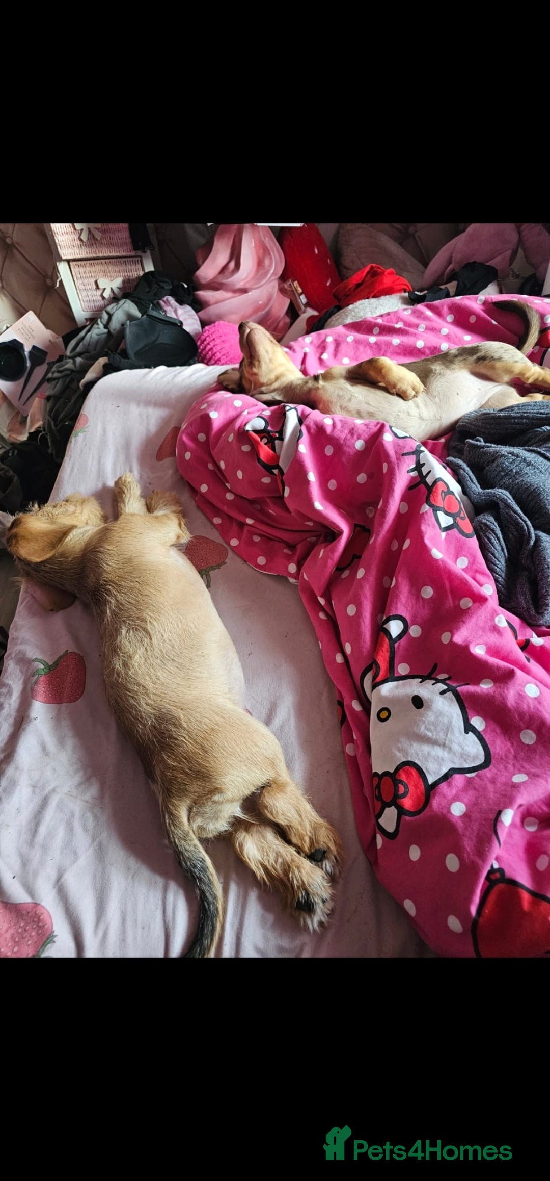 Dachshund dogs for sale: Gorgeous dachshund dogs for sale  - Advert 3