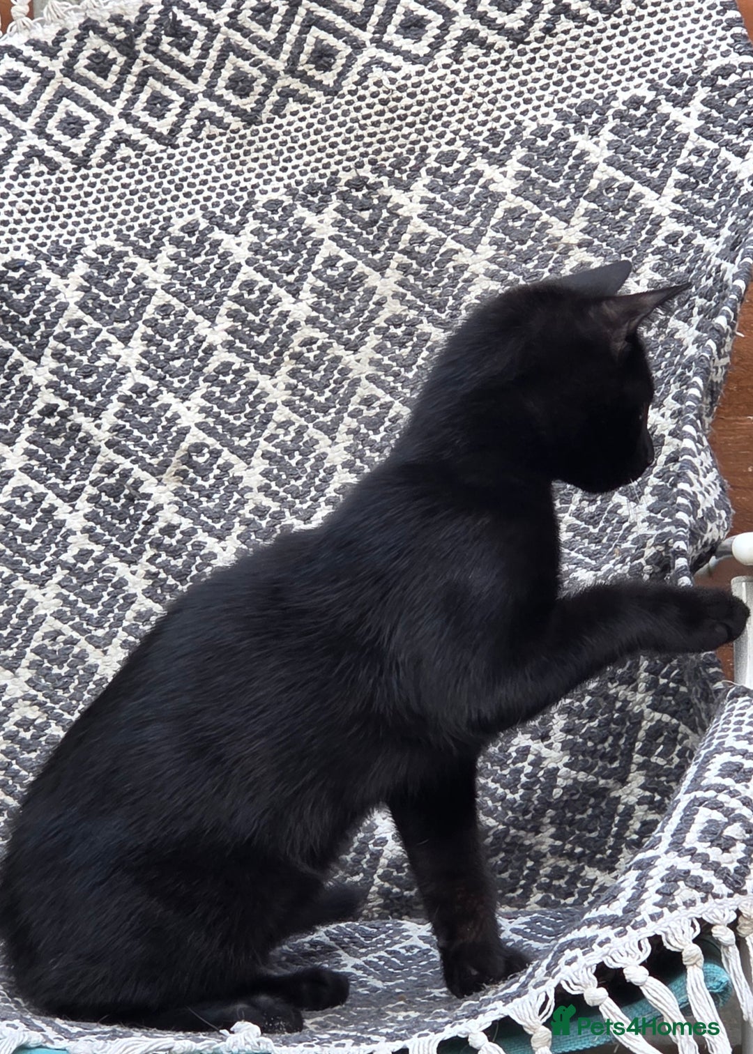 British Shorthair cats for sale: Cute Adorable playful boy kitten - Image 2