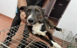 Mixed Breed dogs for adoption: Ronnie 3yr old munchkin!  - Image 6