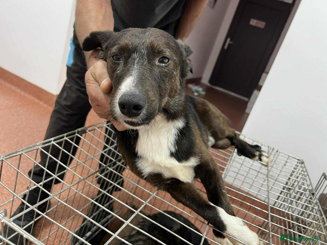 Mixed Breed dogs for adoption: Ronnie 3yr old munchkin!  - Image 6