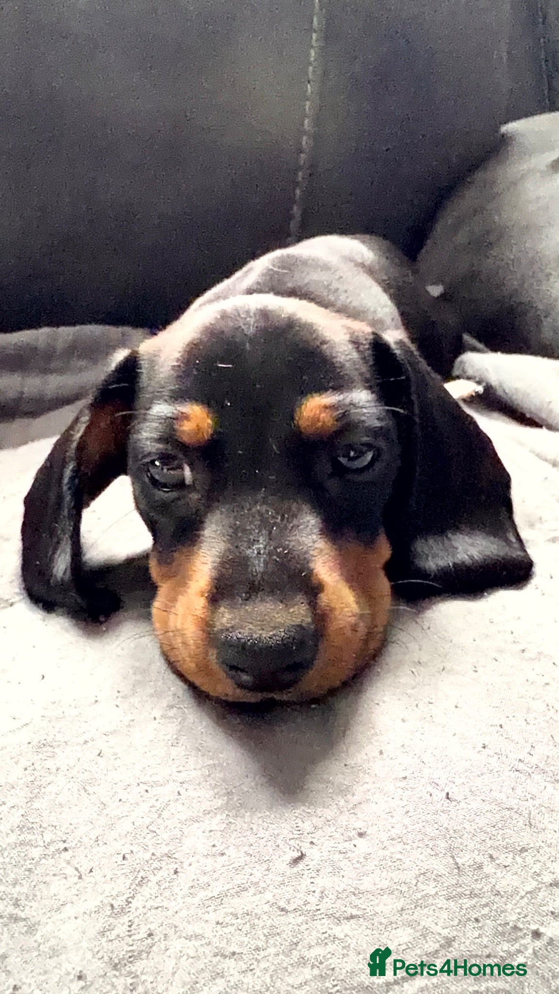 Miniature Dachshund dogs 3 Mini Daxi Puppies ready to leave - Advert 2