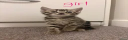 Mixed Breed cats for sale: 6 beautiful kittens! PLEASE read description!! - Advert 6